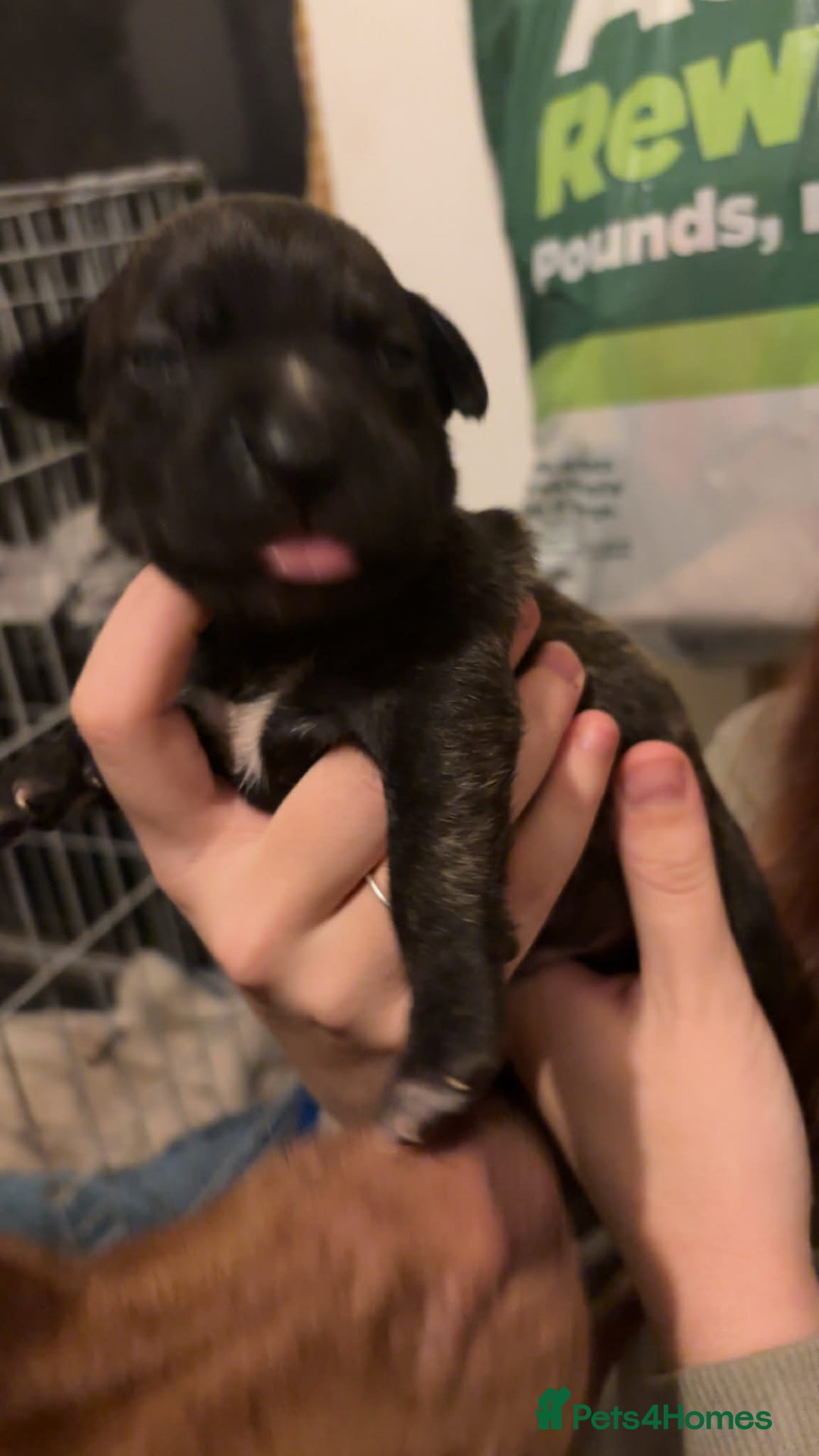 Mixed Breed dogs for sale: Bully pups  - Advert 10