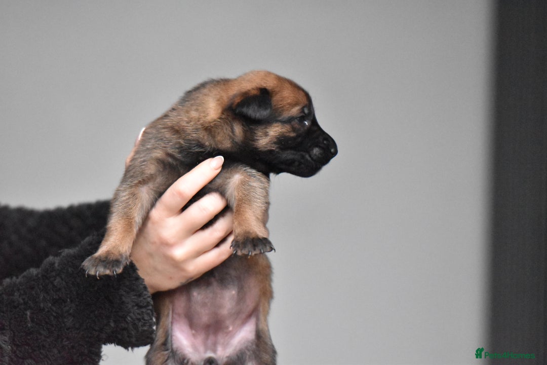 Belgian Shepherd Dog dogs for sale: Exclusive bloodlines  - Advert 16