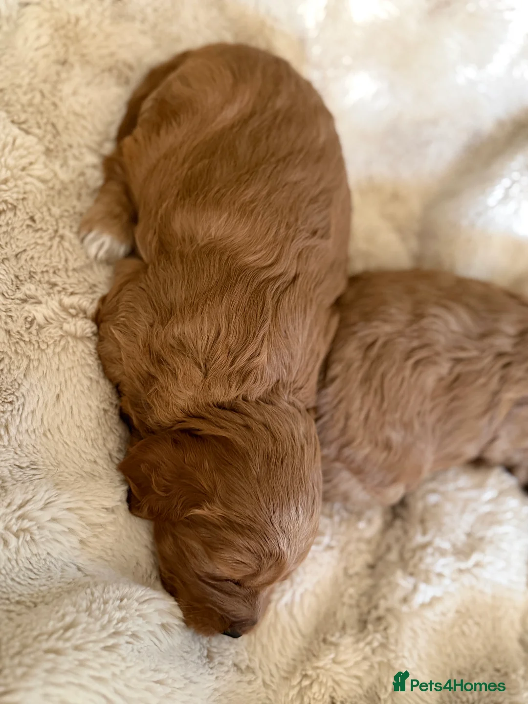 Cockapoo dogs for sale: Stunning F1b Cockapoo’s  - Advert 2