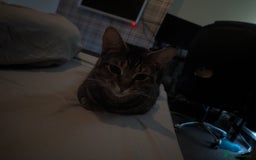 Bengal cats for sale: 3 year old loving Bengal cross needs a new home - Image 8