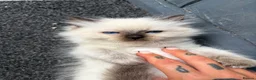 Ragdoll cats for sale: Amazing pure ragdolls  - Advert 8
