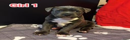 Staffordshire Bull Terrier dogs for sale: Staffordshire bull terrier puppies  - Advert 27