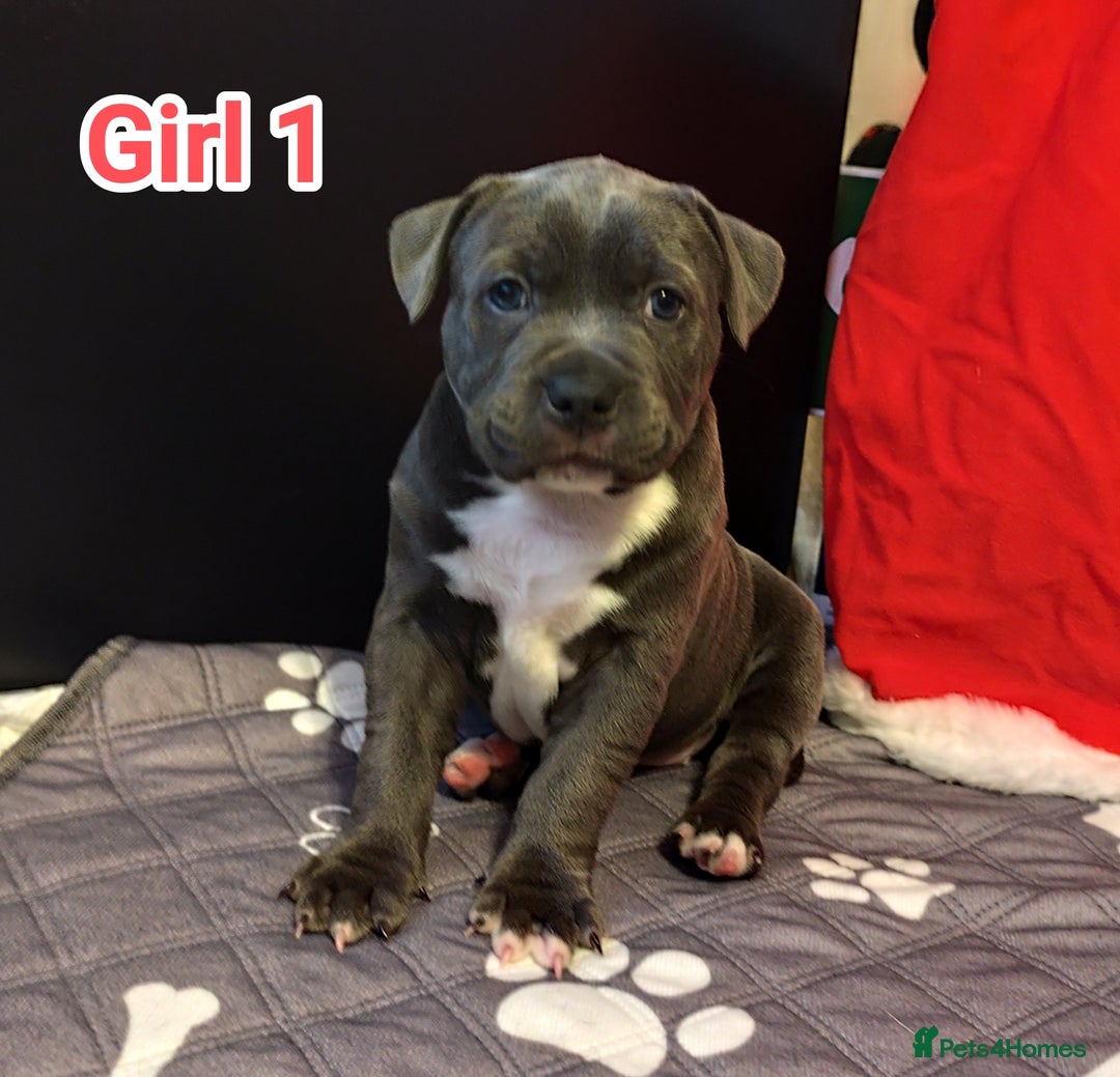 Staffordshire Bull Terrier dogs for sale: Staffordshire bull terrier puppies  - Advert 27