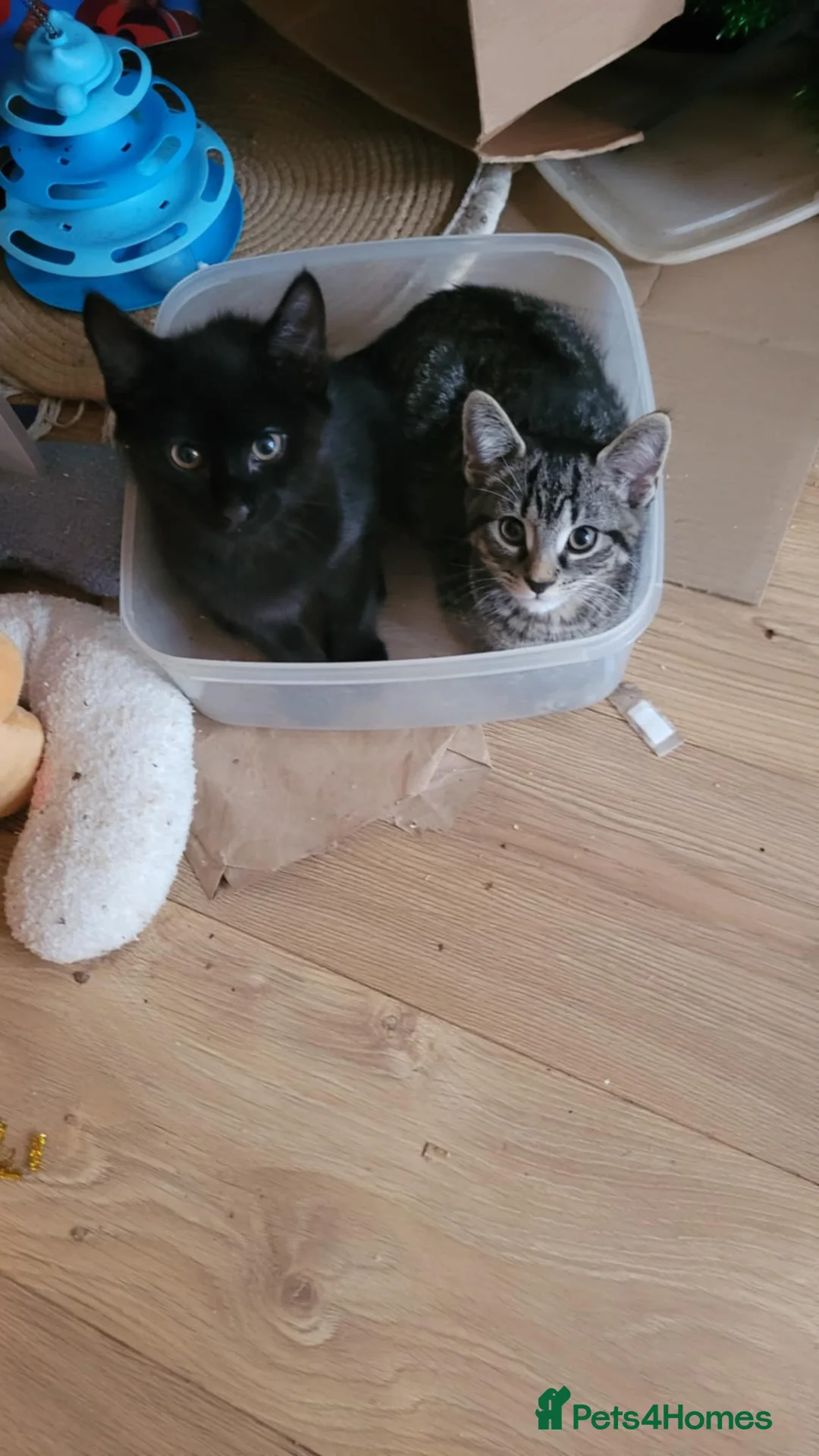 British Shorthair cats for sale: Two little kittens - ready to go - Advert 1