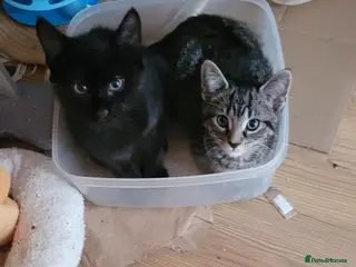 British Shorthair cats Two little kittens - ready to go - Advert 1