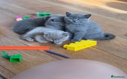 British Shorthair cats for sale: 🌟 Adorable British Shorthair Kittens – Ready! 🌟 - Image 7