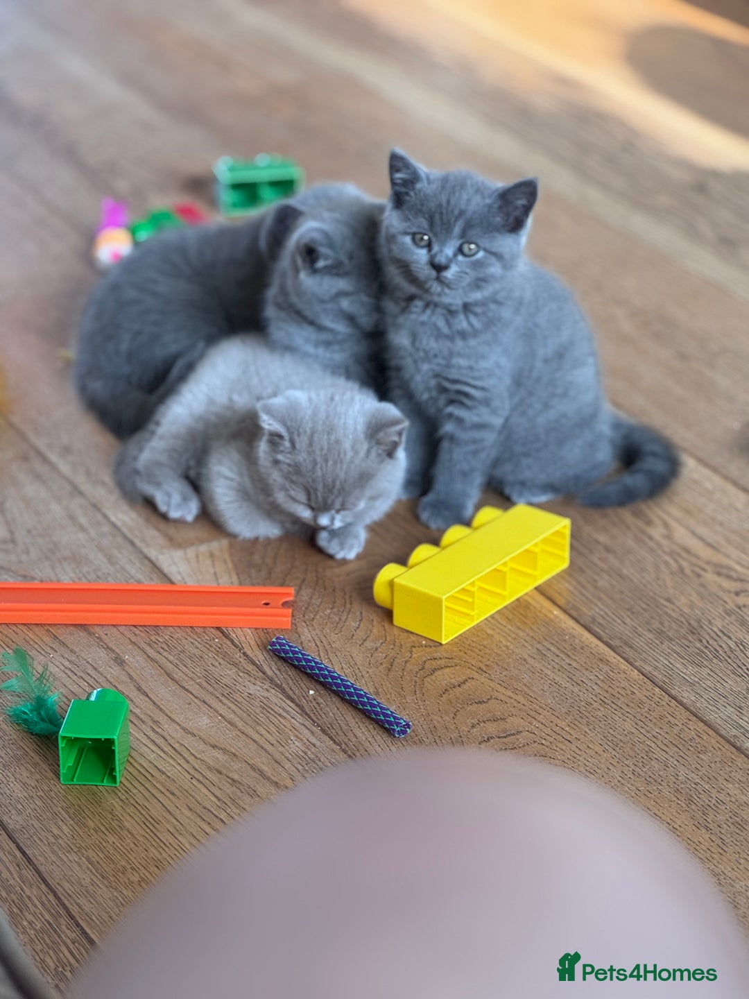 British Shorthair cats for sale: 🌟 Adorable British Shorthair Kittens – Ready! 🌟 - Image 7