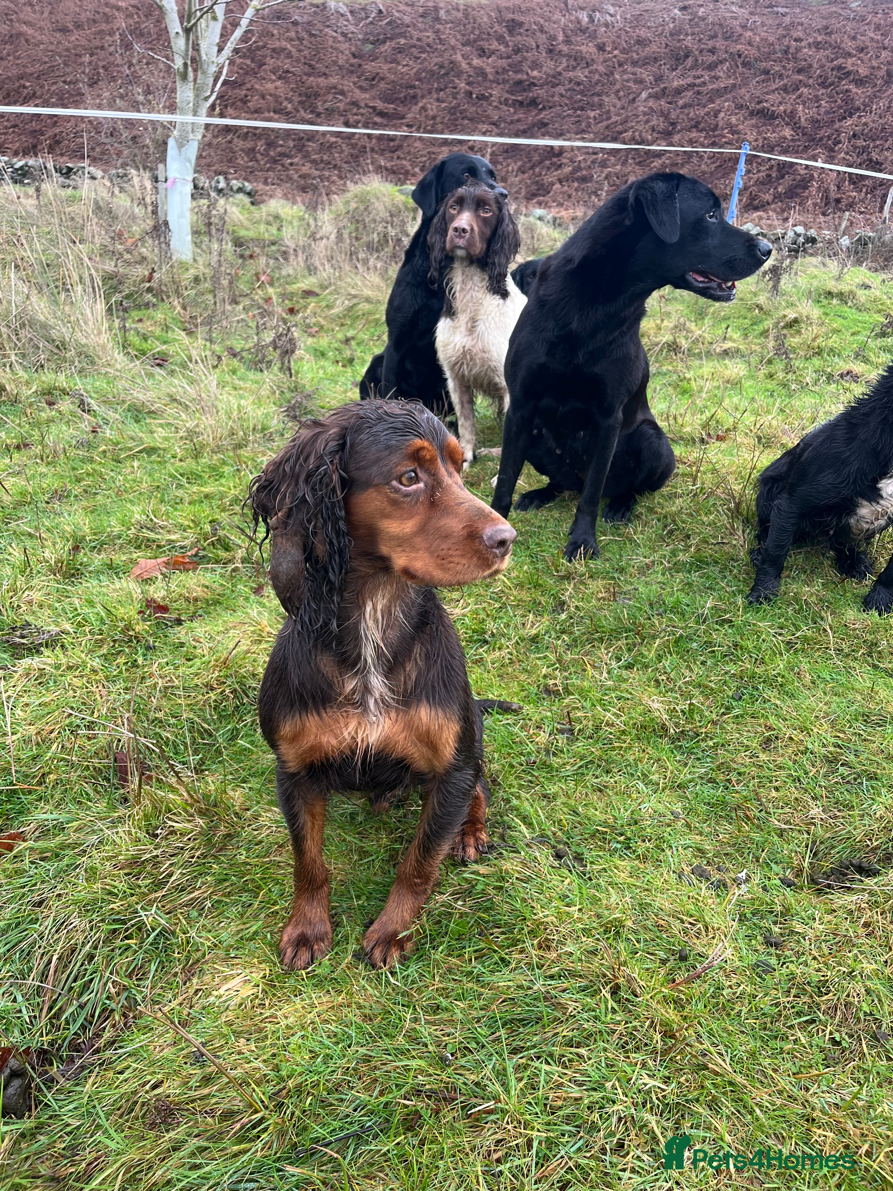 Cocker Spaniel dogs Working tri coloured cocker spaniel.  - Advert 13