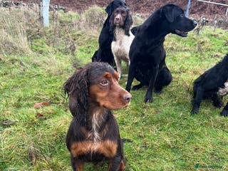 Cocker Spaniel dogs Working tri coloured cocker spaniel. - Advert 20