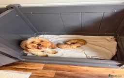 Cavapoo dogs for sale: * Cavapoo Boys available * - Image 5