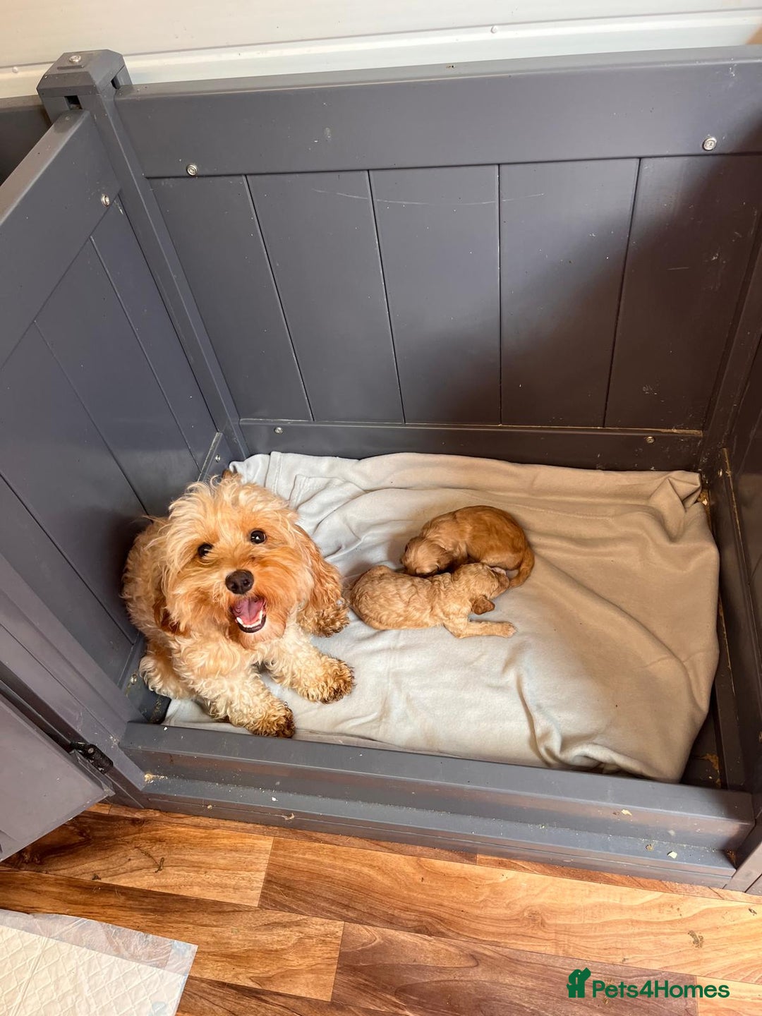 Cavapoo dogs for sale: * Cavapoo Boys available * - Image 5