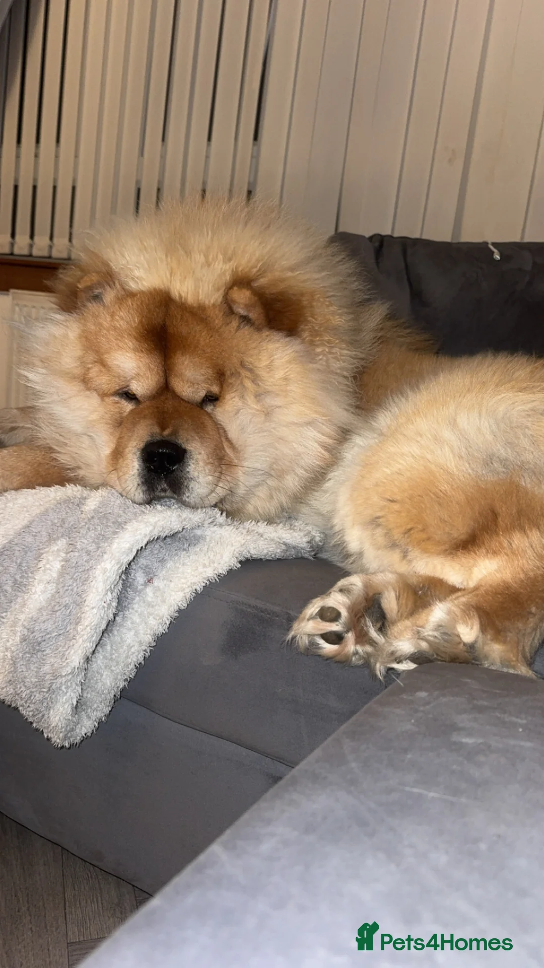 Chow Chow dogs for stud: Male chowchow for stud.  in Dalkeith - Advert 2