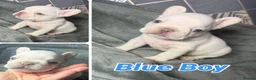 French Bulldog dogs for sale: Beautiful French Bulldog puppies  - Advert 5