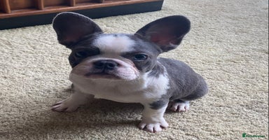 French Bulldog dogs - Advert 5