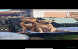 Mixed Breed dogs for sale: Staffie cross puppies  - Image 4