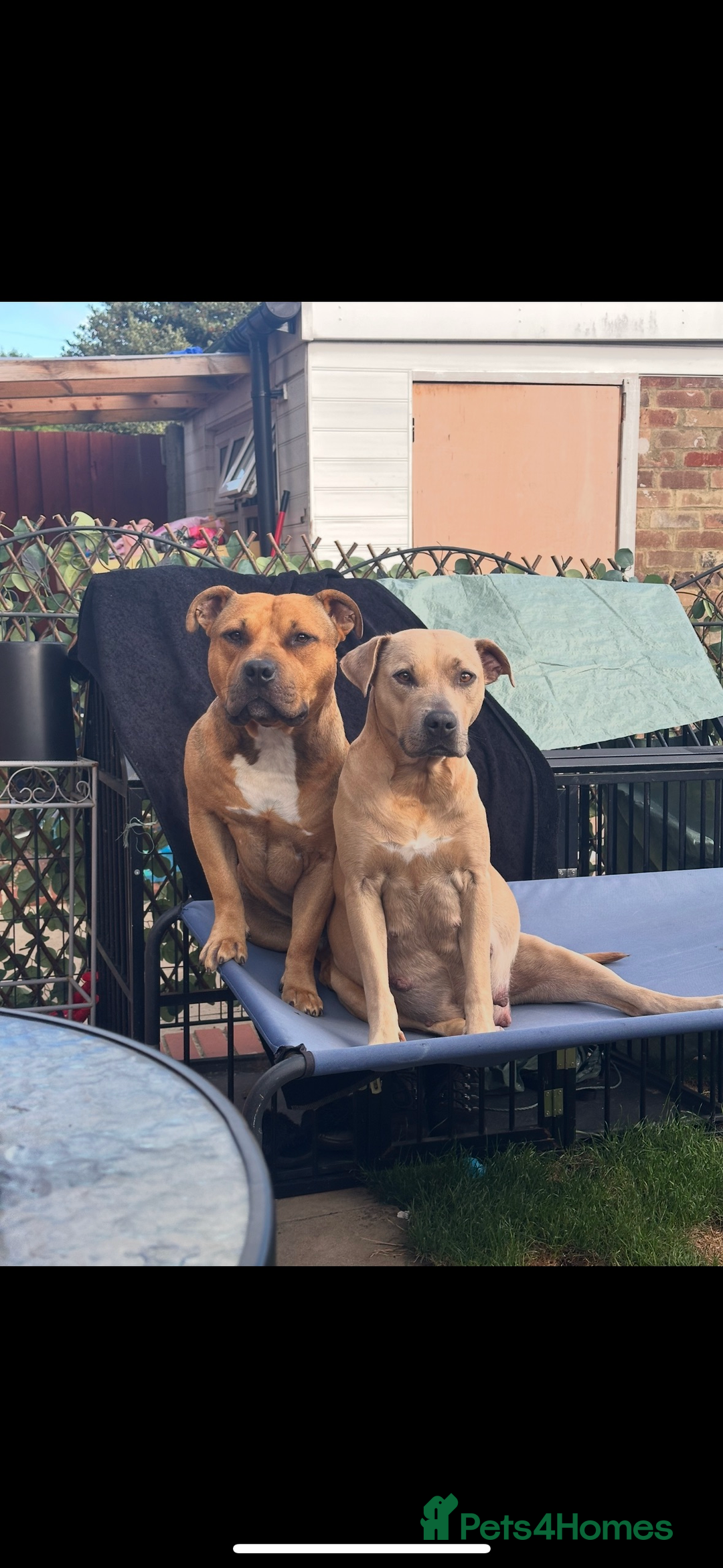 Mixed Breed dogs for sale: Staffie cross puppies  - Image 4