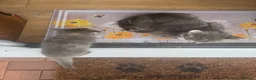 Mixed Breed cats for sale: Beautiful mixed grey kittens - Advert 12