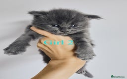 Maine Coon cats for sale: Blue Maine coon kittens - DNA health tested - Image 14