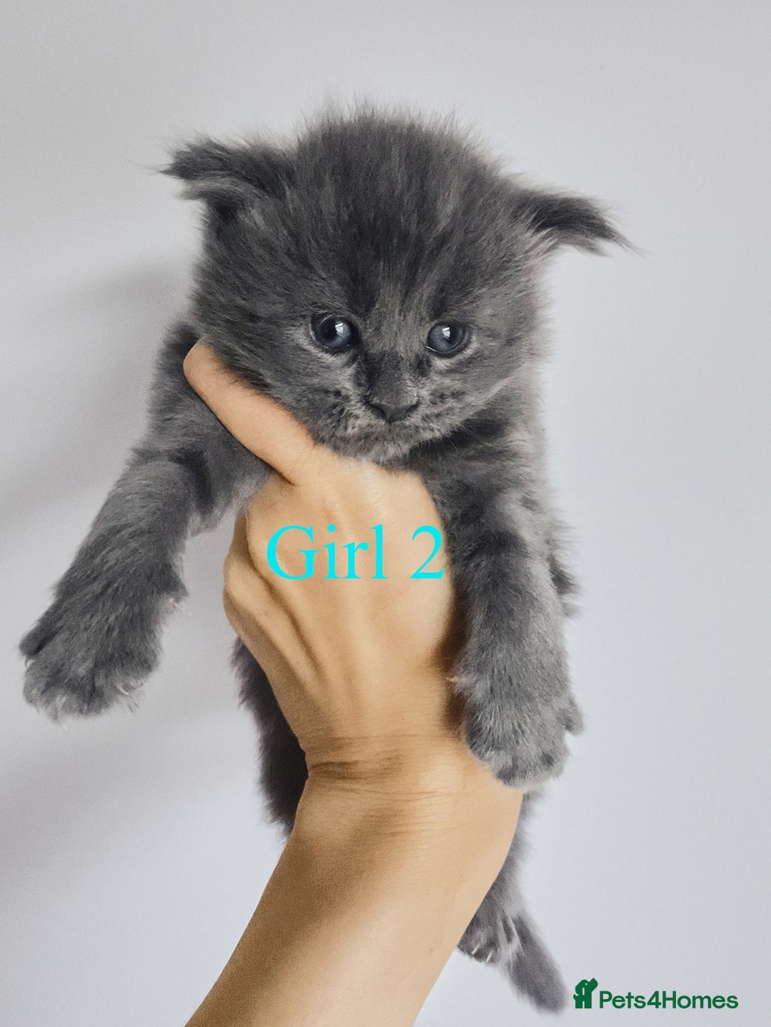 Maine Coon cats for sale: Blue Maine coon kittens - DNA health tested - Image 14