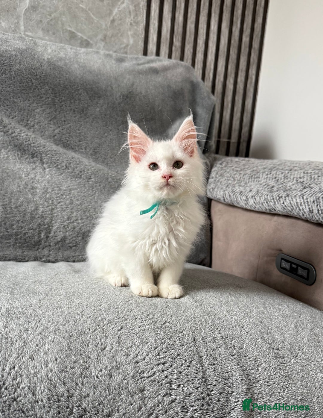 Maine Coon cats for sale: Maine Coon Kittens TICA Registered Cattery  - Image 34