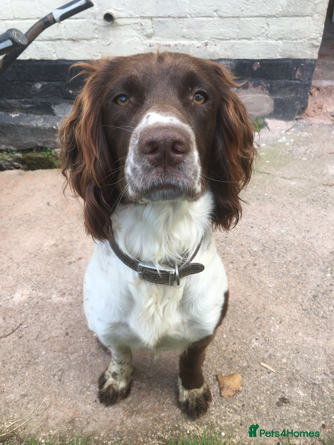 English Springer Spaniel dogs for sale: Springer Spaniel Puppies - Image 3
