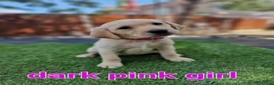 Dark pink girl