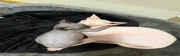 Sphynx cats for sale: Male sphynx kitten - Advert 13