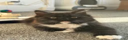Mixed Breed cats for sale: kittens ready to be loved  - Advert 12