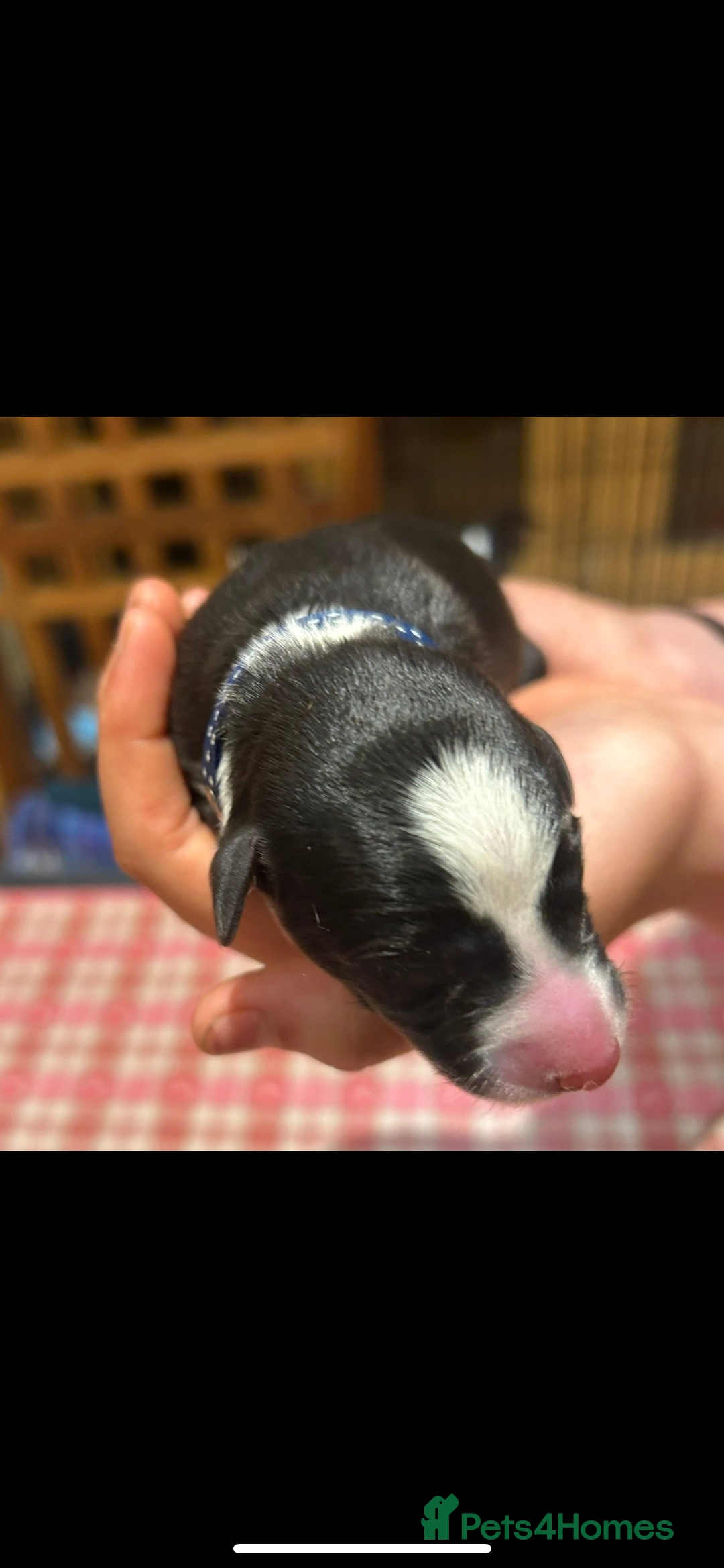 Whippet dogs for sale: Beautiful Whippet Pups - Image 11
