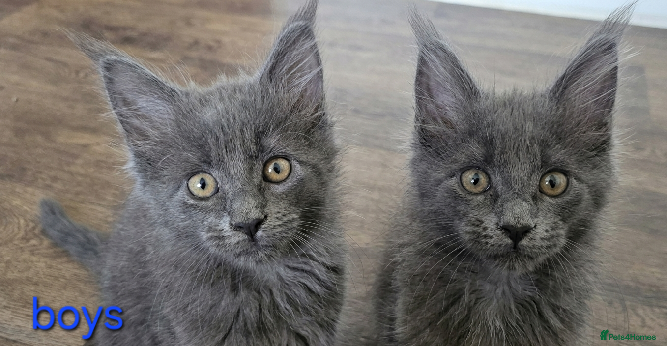 Maine Coon cats Maine Coon Kitten ready - Advert 10