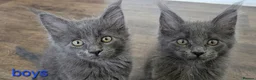 Maine Coon cats for sale: Maine Coon Kitten ready - Advert 9