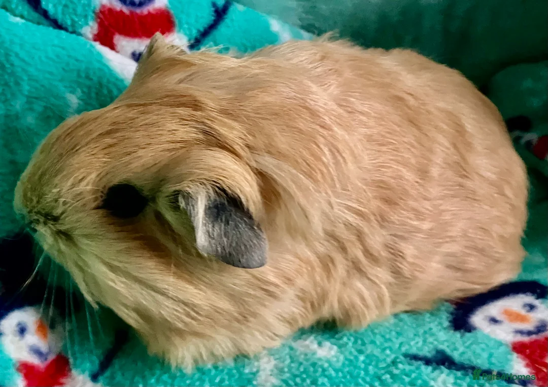 Guinea Pig rodents for sale: Boar and Son pair - Advert 6