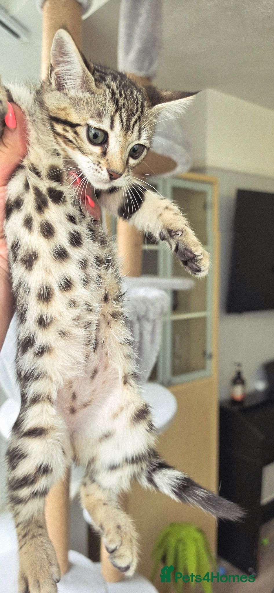 Bengal cats 9 weeks old bengal kitens - Advert 2
