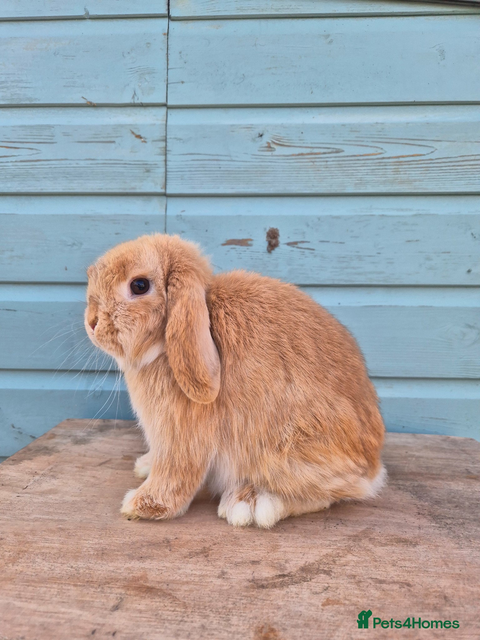 Mini Lop rabbits Mini lop boy  - Advert 1