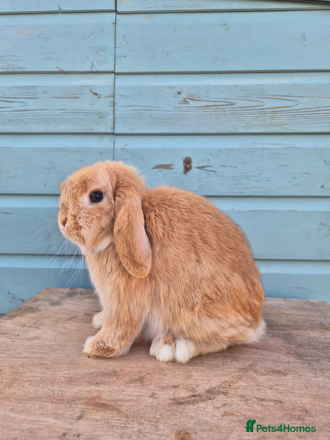 Mini Lop rabbits for sale: Mini lop boy  - Advert 1