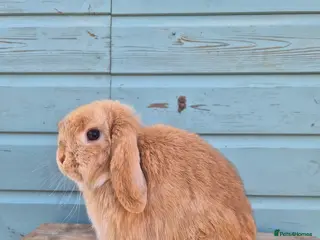 Mini Lop rabbits Mini lop boy - Advert 1