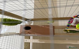 Budgerigars birds for sale: Birds - Image 5