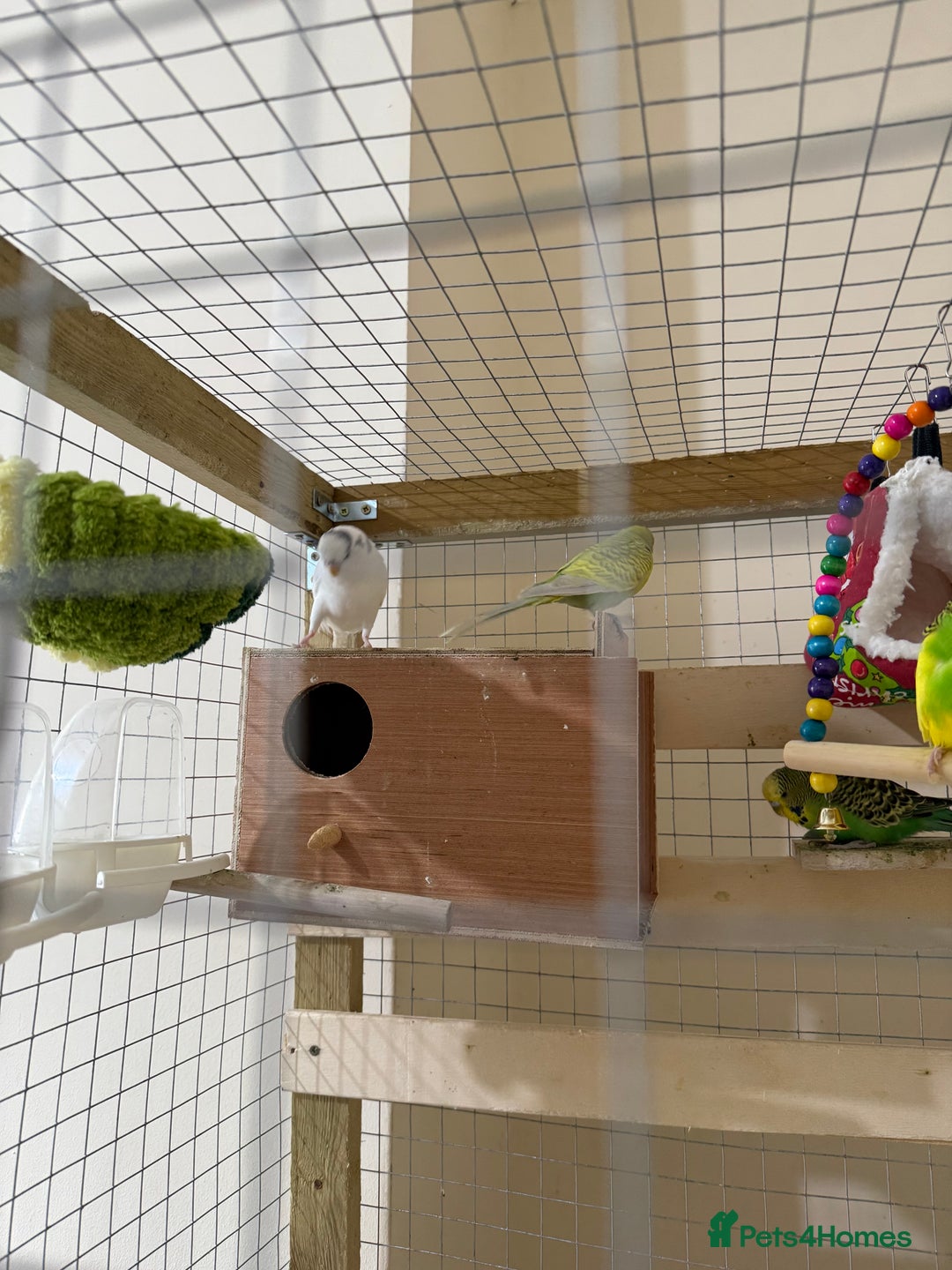Budgerigars birds for sale: Birds - Image 5