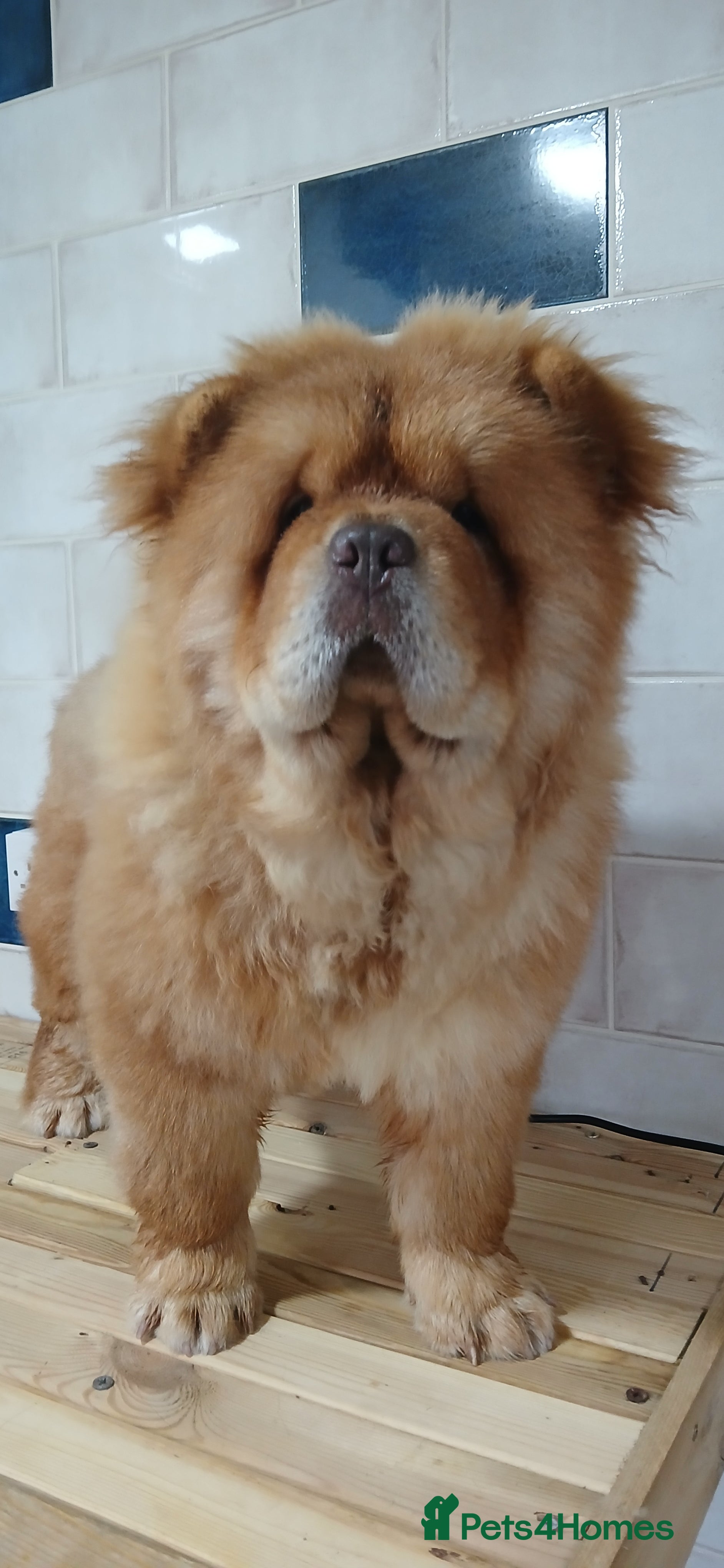 Chow Chow dogs Chow chow for stud - Advert 10