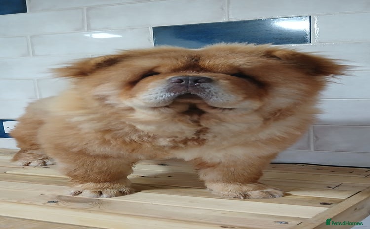 Chow Chow dogs - Advert 3