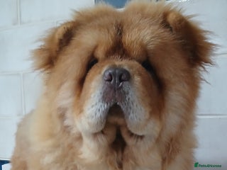 Chow Chow dogs - Advert 4