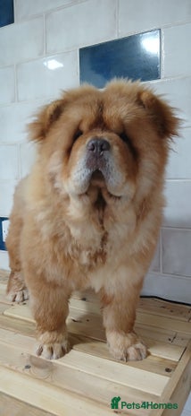 Chow Chow dogs - Advert 1