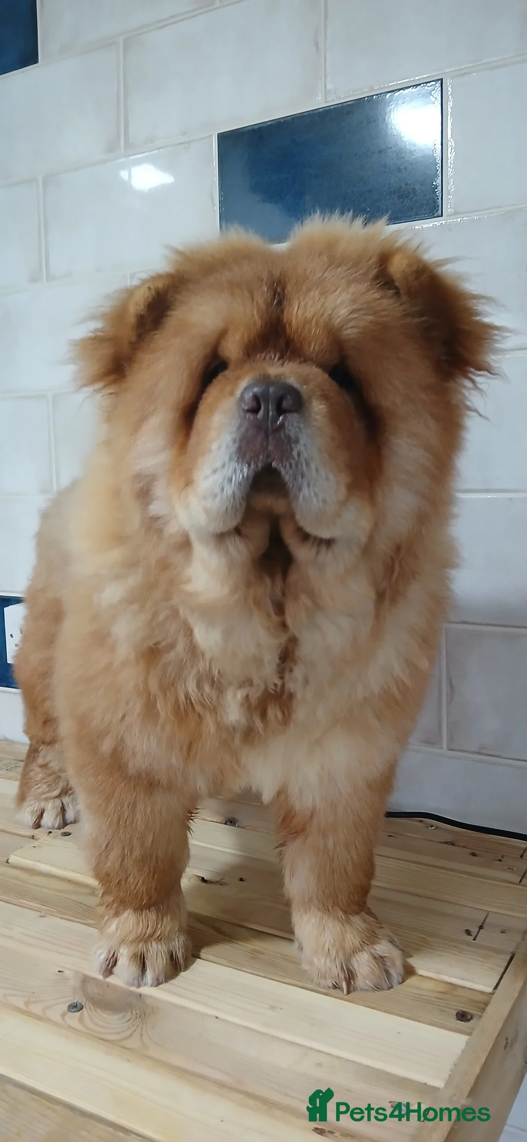 Chow Chow dogs for stud: Chow chow for stud - Advert 1