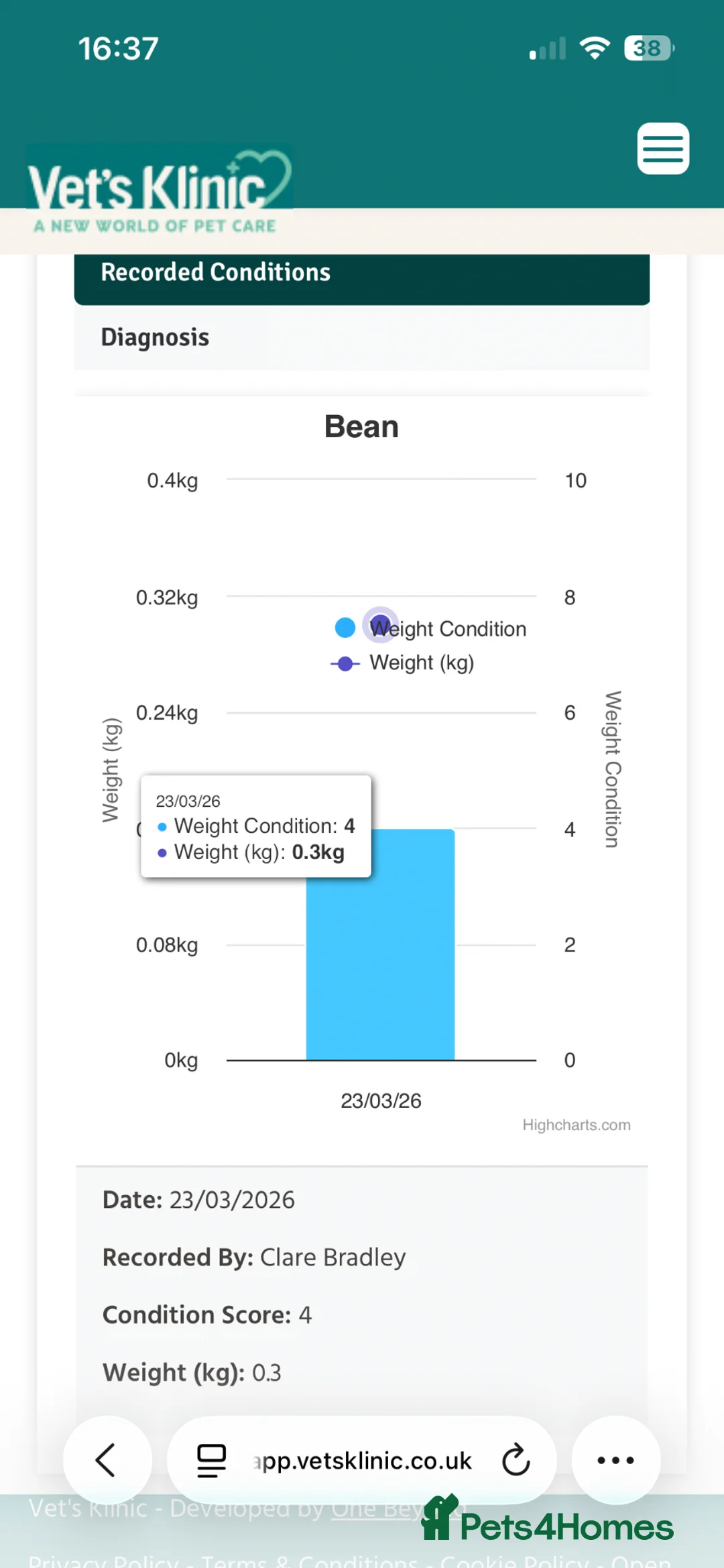 British Longhair cats for sale: Tabby half British long hair to domestic short  - Advert 2