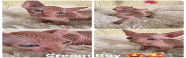 Sphynx Kitten 2