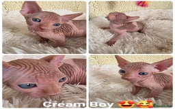Sphynx cats for sale: Adorable Sphynx kittens💝🐈‍⬛🐈 - Image 4