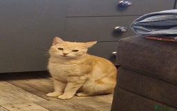 Bengal cats for sale: 2 gorgeous rescue Bengal x for adoption  - Image 2