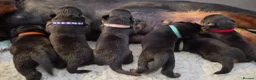 Rottweiler dogs for sale: Viewing now. Kc reg, health tested parents - Advert 11