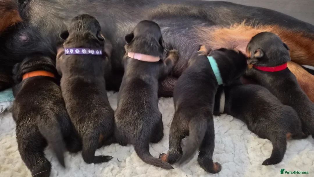 Rottweiler dogs for sale: Ready next week. Kc reg, health tested parents - Advert 2