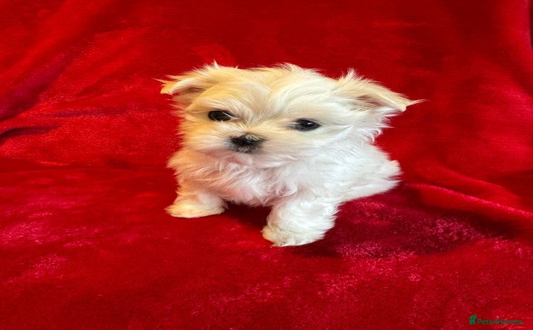 Maltese dogs in Ware - Advert 5
